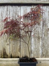Purple dissectum maple for sale  CHORLEY