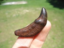 Monster sized dire for sale  Tallahassee