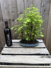 Bonsai tree large for sale  PERSHORE