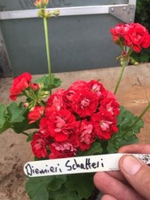 Pelargonium geranium rosebud for sale  NORTHWICH