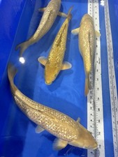 Japanese koi imported for sale  Oklahoma City