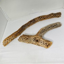 Vtg cholla cactus for sale  Sandy