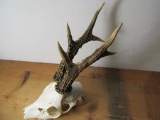 Kapitales rehgeweih 361 gebraucht kaufen  Pfronten