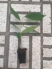 Cold stratified pawpaw for sale  Lyndhurst