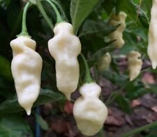 Devil tongue white for sale  LONDON