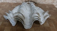 Giant ruffled clam for sale  Point
