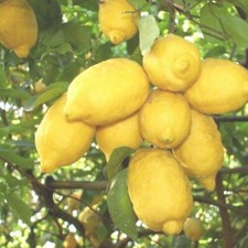Citrons biologiques ischia d'occasion  Expédié en France