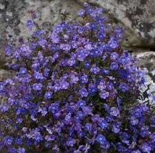 Veronica plug plants for sale  LONDON