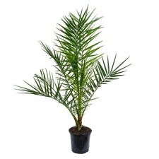 Delicious date palm for sale  ROCHDALE