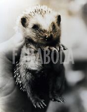Vintage animali svezia usato  Roma