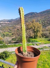 Vaso cmø echinop. usato  Barcellona Pozzo di Gotto