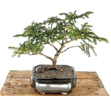 Dwarf norway spruce for sale  Patchogue