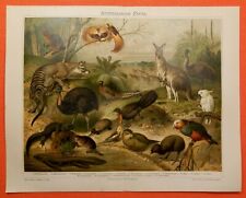 Australische fauna beutelwolf gebraucht kaufen  Lauenburg/ Elbe