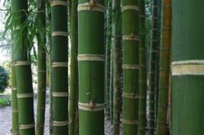 Guadua bamboo seeds for sale  Ravensdale