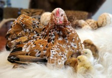Bantam calico cochin for sale  Highlands