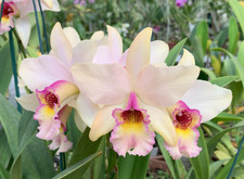 Orchidée cattleya lc. d'occasion  Paris XV