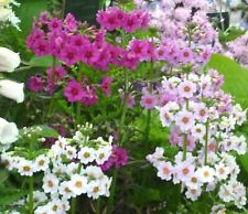 Primula candelabra mix for sale  Ireland