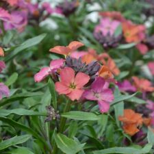 Erysimum constant cheer for sale  IPSWICH
