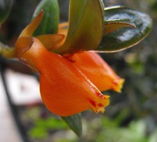 goldfish plant for sale goldfish plant for sale Jarrettsville