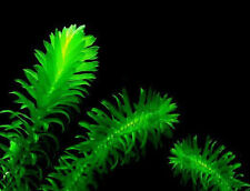 Winterharte wasserpest elodea gebraucht kaufen  Kaiserslautern