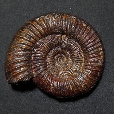 Sulaites moluccanus ammonite usato  Italia