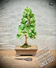 Ginkgo biloba mariken gebraucht kaufen  Golßen