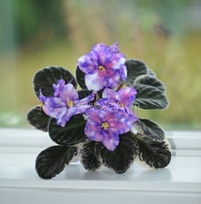 Standard variegated african for sale  Seattle