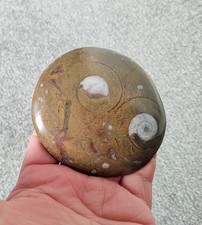 Fossil goniatite devonian for sale  STOKE-ON-TRENT