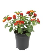 Lantana flowers red for sale  Casper