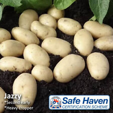 Jazzy summer planting for sale  DONCASTER