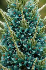 Puya berteroniana rustique d'occasion  Arzacq-Arraziguet