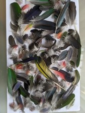Lot naturally moulted for sale  KETTERING