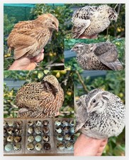 Mixed coturnix quail for sale  OXTED