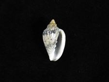 Sea Shell Glabella adansoni 25mm ID#9403 comprar usado Sea Shell Glabella adansoni 25mm ID#9403 comprar usado  Enviando para Brazil