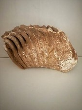 Mammoth tooth fossil for sale  Green Bay