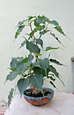 Ficus religiosa sacred for sale  Miami