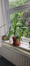 yukka plant for sale yukka plant for sale STOCKPORT