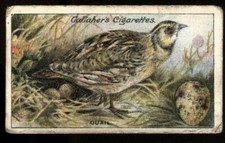 Tobacco card gallaher for sale  ASHFORD