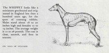 Whippet custom matted for sale  Tampa