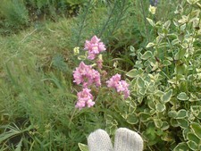 Four snap dragon for sale  BRIDPORT