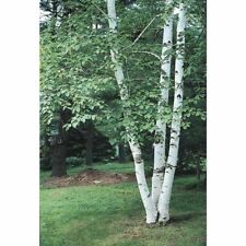 Silver birch paper for sale  MACCLESFIELD