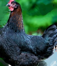 fertile eggs for sale fertile eggs for sale STAFFORD