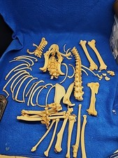 Real animal ribs for sale  San Diego