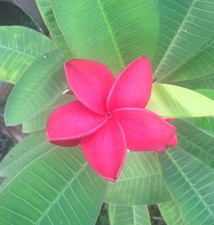 red flowers plant for sale  Miami