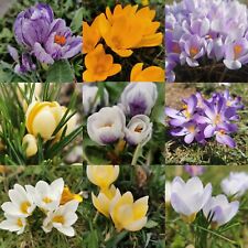 Crocus vernus krokus gebraucht kaufen  Erfurt