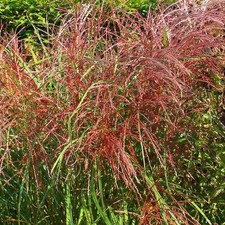 Miscanthus sinensis flamingo d'occasion  Pouzauges