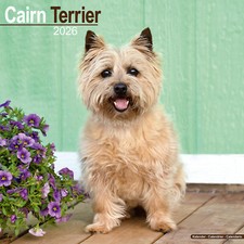 Cairn terrier 2026 for sale  UK