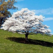 Dogwood trees seeds for sale  Livingston