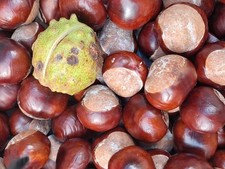 chestnut tree for sale  PRESTON