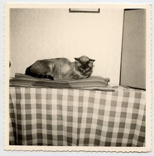 Portrait chat coussin d'occasion  Nancy-
